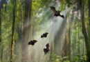 Flying bats