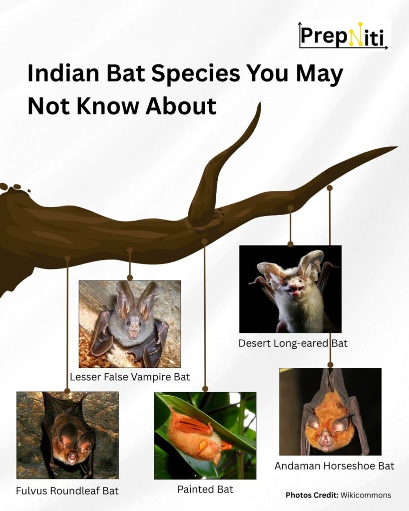 Bats species in India