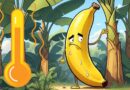 Impact of Climate Change on Banana Production