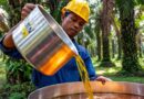 Palm Oil Production