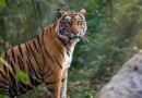 Tiger in Jungle