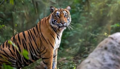 Tiger in Jungle