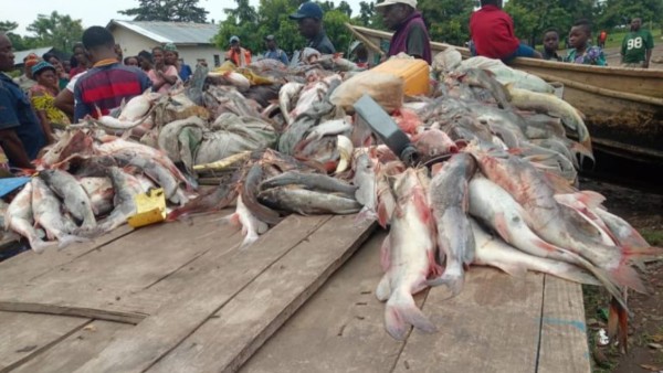 Fish in Edward Lake
